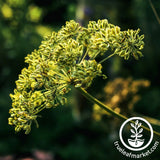 Cumin Seeds