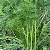 Dill Seeds - Mammoth Long Island