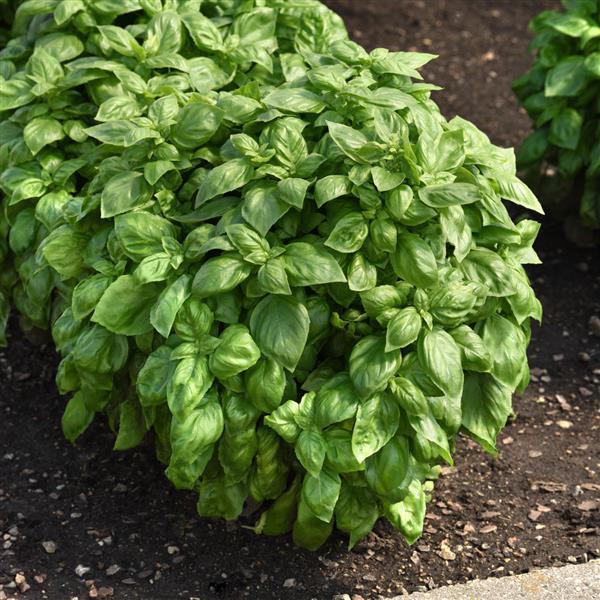 Basil Seeds - Genovese