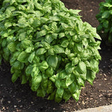 Basil Seeds - Genovese