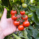 Cherry - Gardener's Delight - Tomato Seeds