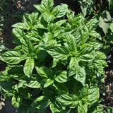 Basil Seeds - Genovese