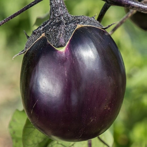 VALENCE AUBERGINE RONDE DE VALENCE