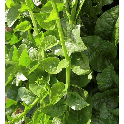 Malabar Spinach Seeds - Green Vines Supreme