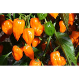 Hot - Habanero Orange - pepper seeds