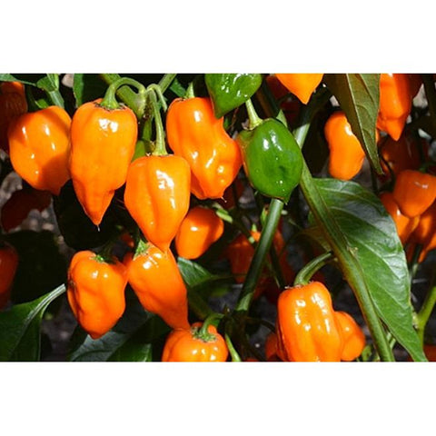 Hot - Habanero Orange - pepper seeds