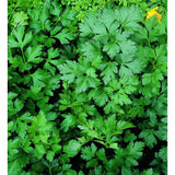 Parsley Seeds - Dark Green Italian Flat-leaf