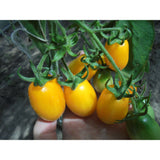 Taiko Czech Tomatoes