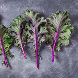 Kale Red Russian