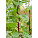RED MALABAR SPINACH