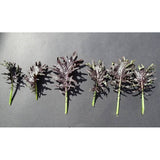Baby Kale KX-1 - Seeds