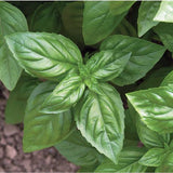 Basil Seeds - Genovese