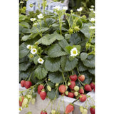 Strawberry - Fragaria F1-Elan