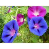 Morning Glory Seeds - Mixed Colors