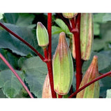 Okra Seeds - Hill Country Red