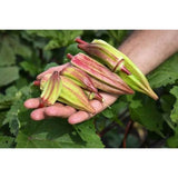 Okra Seeds - Hill Country Red