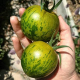 طماطم زيبرا