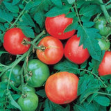 Salad - Arkansas Traveler - Tomato Seeds