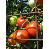 Salad - Arkansas Traveler - Tomato Seeds