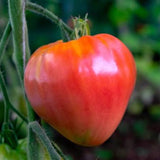 Slicing - Oxheart Bi Color Striped - Tomato Seeds