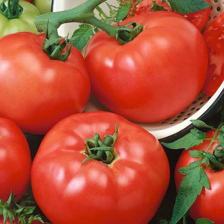 Slicing - Containers Choice Red Hybrid - Tomato Seeds