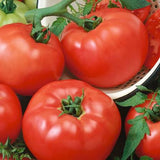 Slicing - Containers Choice Red Hybrid - Tomato Seeds