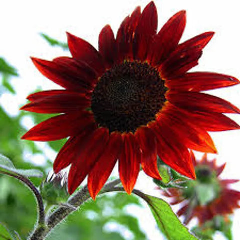 Sunflower Seeds - Velvet Queen