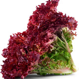 Lettuce Seeds - Leaf - Ruby Red AAS winner