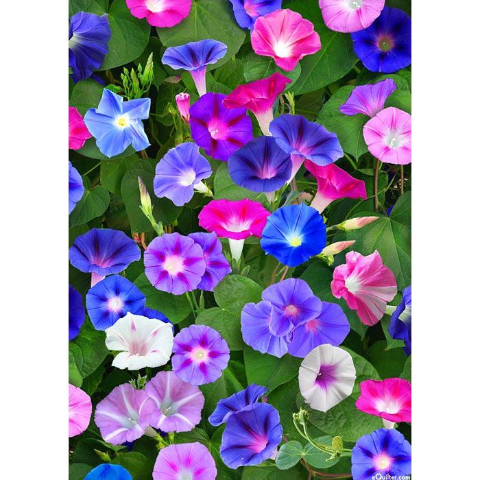 Morning Glory Seeds - Mixed Colors