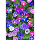 Morning Glory Seeds - Mixed Colors