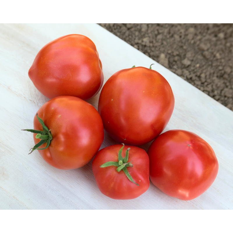 Slicing - Mountain Pride Hybrid - Tomato Seeds