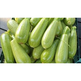 Squash Seeds -SUHA F1 Zucchini