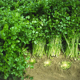 Celery Seeds - Nan Ling Cutting