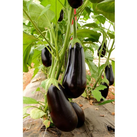 Eggplant Seeds - Odyssey F1 Hybrid