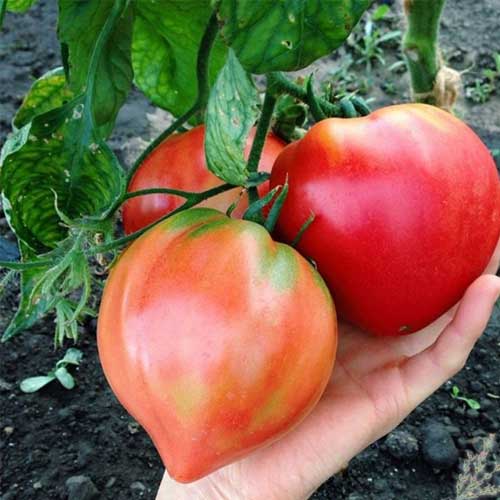 Slicing - Oxheart Bi Color Striped - Tomato Seeds