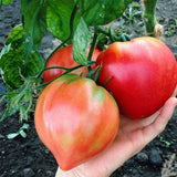 Slicing - Oxheart Bi Color Striped - Tomato Seeds