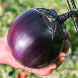 VALENCE AUBERGINE RONDE DE VALENCE