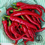 Hot - Cayenne Thick - pepper seeds