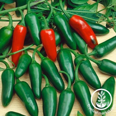 Hot - Santiago F1 - pepper seeds