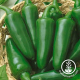 Hot - TAM Jalapeno - pepper seeds