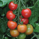 Cherry - Gardener's Delight - Tomato Seeds
