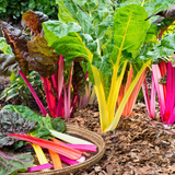 Swiss Chard Seeds - Bright Lights AAS winner