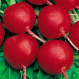 GLORIETTE (F1) Radish Seed