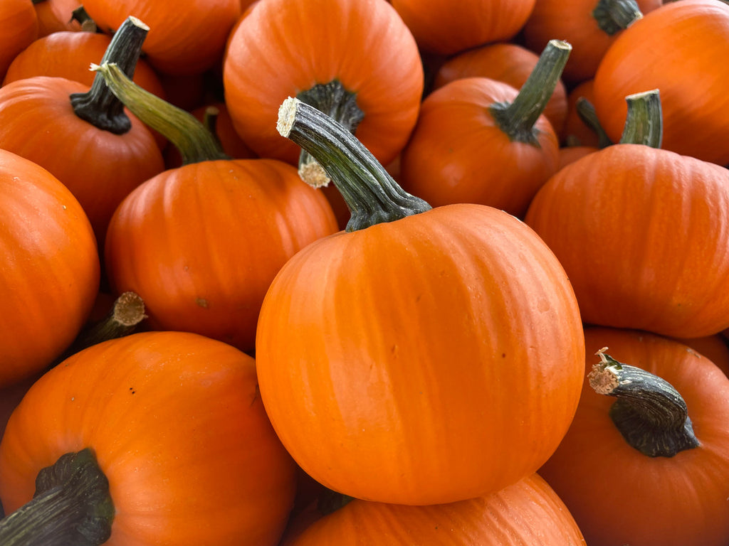 Pumpkin Seeds - Wee-B-Little AAS Winner
