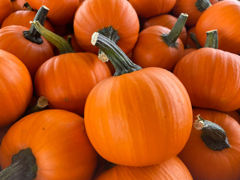 Pumpkin Seeds - Wee-B-Little AAS Winner