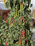 Tomato Seeds- Suger Gloss F1