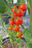 Tomato Seeds- Suger Gloss F1
