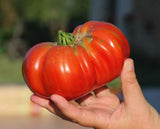 Tomato Seeds - Slicing - Giant Red Beefsteak