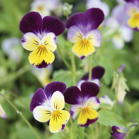 Viola Seeds - Johnny Jump Up