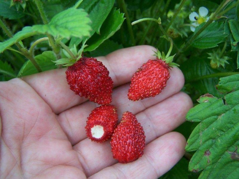 Strawberry - Fragaria vesca Rügen Alpine